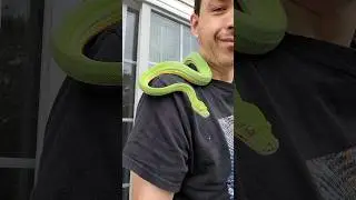 Chillin' outside with Wanda the Green Tree PYTHON. 🐍