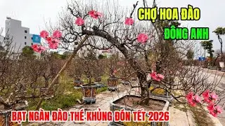 Chợ Hoa Đào Đông Anh Nở Hoa Lung Linh Khoe Sắc Thắm Đỏ Rực Khắp Khu Vực Miền Đông Hà Nội Tết 2026