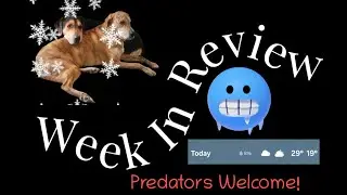 Week In Review Mixed Bag Edition 0024 #mrkobayashiandfriends #nature