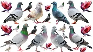 कबूतर के वो रहस्य जो 99% लोग नहीं जानते।। Interesting facts of pigeon।। #pigeon 