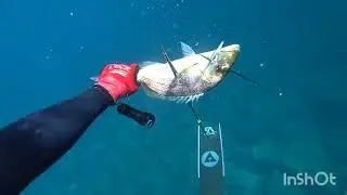 🔱Spearfishing λίγο πριν φύγει το 2025🔱🇬🇷