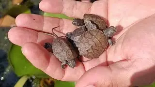 Su kaplumbağamızın bebeklerini havuza bırakıyoruz,Bebek su kaplumbağamızın yüzme deneyimi