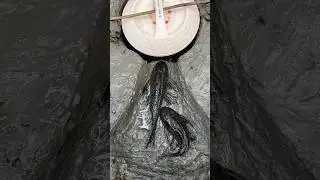 Bushcraft skills: SIMPLE but USEFUL fish trap #survival #outdoors #camping #trap