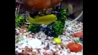 Veiltail oscar feeding