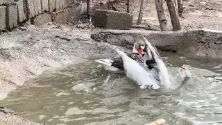 Happy Geese Pool Party 🦢💦 Pure Fun in the Garden