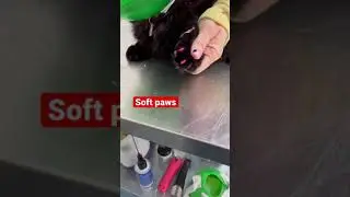 Nail caps for felines