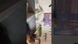 Kocia Kawiarnia. Neko Cafe