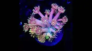 #goniopora #korallen #reeftank #marineaquarium #reefaquarium #reef #saltwateraquarium