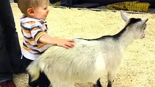 Wild angry goat attacked on baby and mother #shorts