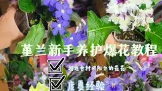 超适合封闭缺光阳台的堇兰养护教程来啦 轻松在缺光阳台拥有一颗开爆的花花。堇兰养护难度低，适配封闭缺光阳台，且能全年开花，是小空间阳台的优质选择，新手可放心种！ 基础生长习性环境偏好：喜阴凉...