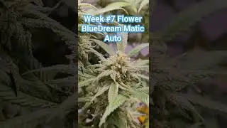 Bluedream Matic Autoflower