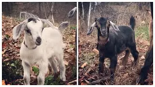 Introducing Baby Kinder Goats to Herd | Names Revealed