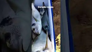 How To Catch A Dorade Royale - The EASIEST Way!