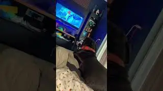 Thor&rsquo;s first animated movie #movie#disney#wish#canecorso#canecorsopuppy#canecorsolovers