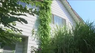 Overgrown property raising concerns, frustration among neighbors in east Toledo
