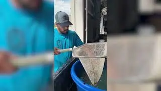 Bass Diet Trials