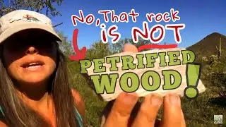 That&rsquo;s NOT Petrified Wood!  So, Who&rsquo;s the Imposter !?