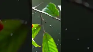 Ka dohkha ka dang pynshang ban ioh bam une soh