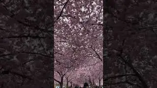 Blossom paradise in Stockholm, Sweden 🇸🇪 #blossom #cherryblossom #sweden #stockholm