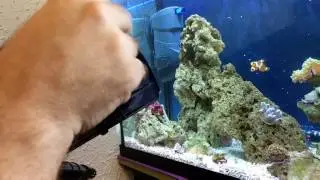 Acuario marino Hydra 80: Skimmer Dolphin PS ICA