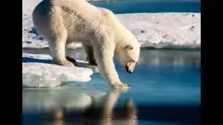 Recently, the use of AI has increased, leading to water loss and ice melt. Polar bears and other ani