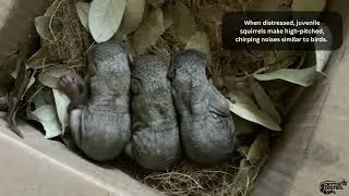 How to Identify Squirrel Sounds and Noises - Squirrels in Attic Noises and Sounds