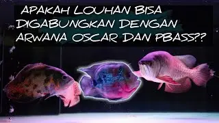 IKAN LOUHAN DIGABUNG DENGAN IKAN ARWANA PBASS DAN OSCAR