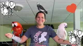#240 WIE BESCHÄFTIGE ICH MEINEN PAPAGEI DAMIT ER GLÜCKLICH IST?