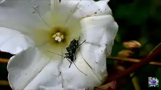Thick-legged Flower Beetle - Oedemera nobilis - &OElig;d&eacute;m&egrave;re noble  #wildlife