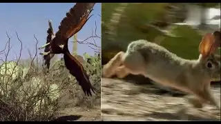 hawk hunting rabbit | hawk catching rabbit