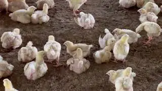 How we Vaccinate our Birds - Proper Broiler Vaccination Schedule Day-14