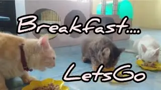 Let's Go Breakfast Meow @deniwans