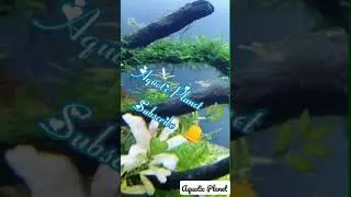 Ghost Shrimp Algae eating Tank cleaner algae eater remove algae java moss christmasmoss glass shrimp