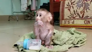 Cute Baby monkey Rojo, waiting milk
