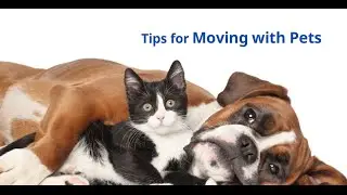 Tips for Moving with Pets
