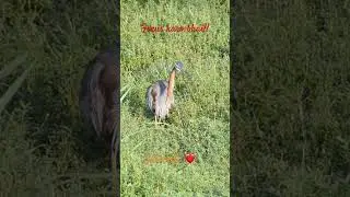 Purple Heron!! #birds #short #shortsfeed #viral #ytshorts