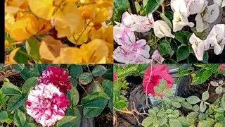 February month last overview #Flower and vegetable garden