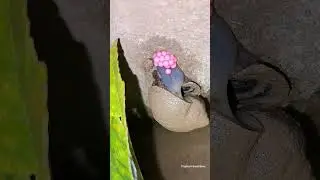 It's amazing to see apple snails laying eggs🥰 | Tropical Forest Bees #snails #snail