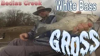 Operationfish: White Bass on the Bedias Creek