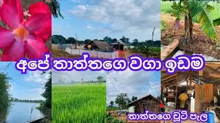 අපේ තාත්තගේ වගා ඉඩම බලමුද?🌾| My father's plantation land 🍃#villagelife #simplelife #plantation 
