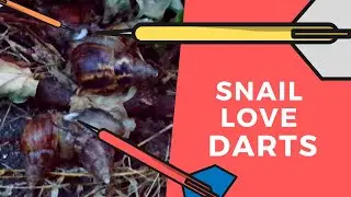Snail Love Dart  - My Tropical Garden