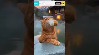 Spa Day for Kitty! 🧖&zwj;♀️ Cat Enjoys Onsen Bath and Milk in Japan! 🥛