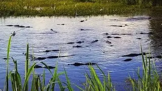 Video captures 53 gators in one pond at wildlife refuge