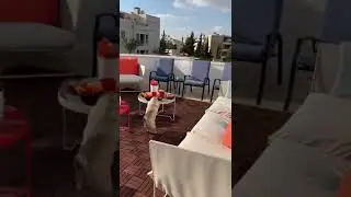 Pug Try to steal food #dogslover #pug #dog #shorts