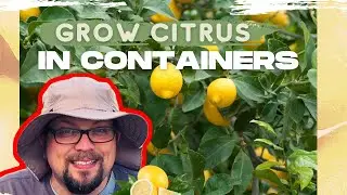 FINALLY.. Overwintered Citrus has BLOOMS | Meyer Lemon Tree & Tangerine | Winter Container Gardening