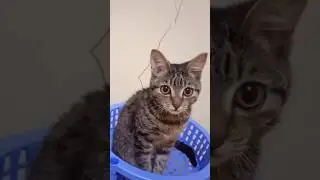 cute tabby cat #cat #kittens #cutecat #funnycats #tabbycat #catshorts #shorts