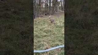 Buck grunt up close! #whitetaildeer #deerfarm #shorts