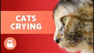 Why Does My CAT Keep CRYING? 😿💦 (6 Main Causes)