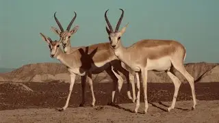 Your 5 Facts About The Goitered Gazelle