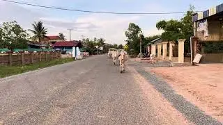 Bucows - Cows say Good Evening